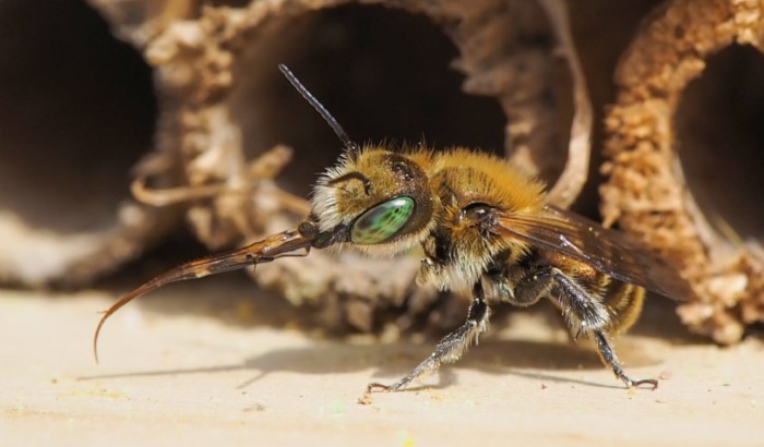 Filsbienen (Epeolus) helfen bei der Bestäubung von Klee und Heidekraut.