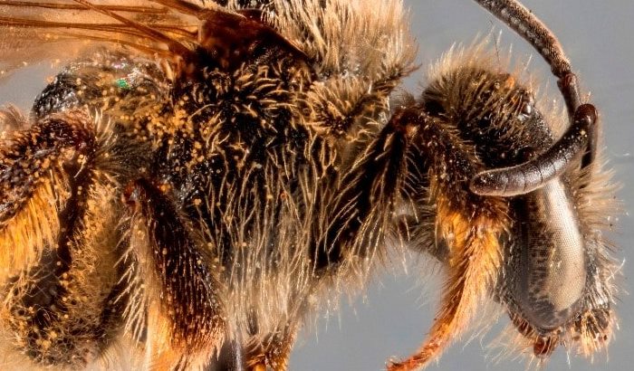 Schmalbienen (Lasioglossum) sind noch weit verbreitet und helfen bei